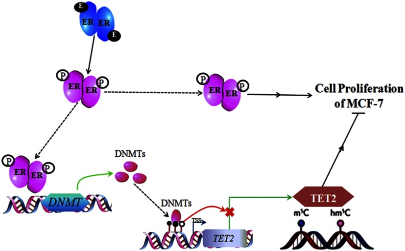 Figure 9 is a schematic diagram of cell proliferation of MCF-7.