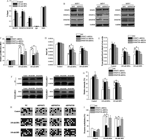 Figure 8A comprises a bar graph and three sets of four Western blots. The bar graph plots percentage input, ranging from 0.0 to 1.0 in increments of 0.2 (y-axis) for control, 100 nanomolar BPA, and 100 nanomolar BPS across DNMTI, DNMT3A, DNMT3B, IgG, and Poll2 (x-axis). The first, second, and third sets of Western blots display shNC, shDNMT1; shNC, shDNMT3A; and shNC, shDNMT3B, respectively, in MCF-7 across the top as columns and DNMTI, DNMT3A, DNMT3B, and GAPDH across the left as rows. Figures 8C, 8D, 8E, 8G, and 8I are bar graphs, plotting relative proliferation effect, ranging from 0 to 60 in increments of 10; 5hmC virgule dC, ranging from 0.00000 to 0.00016 in increments of 0.00002; transcriptional level related to beta-actin, ranging from 0.00 to 0.16 in increments of 0.02; relative intensity percentage, ranging from 0 to 35 in increments of 5; and promoter methylation percentage, ranging from 0 to 100 in increments of 20, respectively, (y-axis) for NC, DNMT1-shRNA, DNMT3A-shRNA, and DNMT3B-shRNA across control, 100 nanomolar BPA, and 100 nanomolar BPS (x-axis). Figure 8F comprises four sets of two Western blots. The first, second, third, and fourth sets display control, 100 nanomolar BPA, and 100 nanomolar BPS across the top as columns in each and TET2 and GAPDH across the left as rows in each as NC, DNMT3A-shRNA, DNMT1-shRNA, and DNMT3B-shRNA, respectively. Figure 8H is a display of four columns of 54-well plates titled NC, shDNMTI, shDNMT3A, shDNMT3B and three rows, namely, control, 100 nanomolar BPA, and 100 nanomolar BPS.