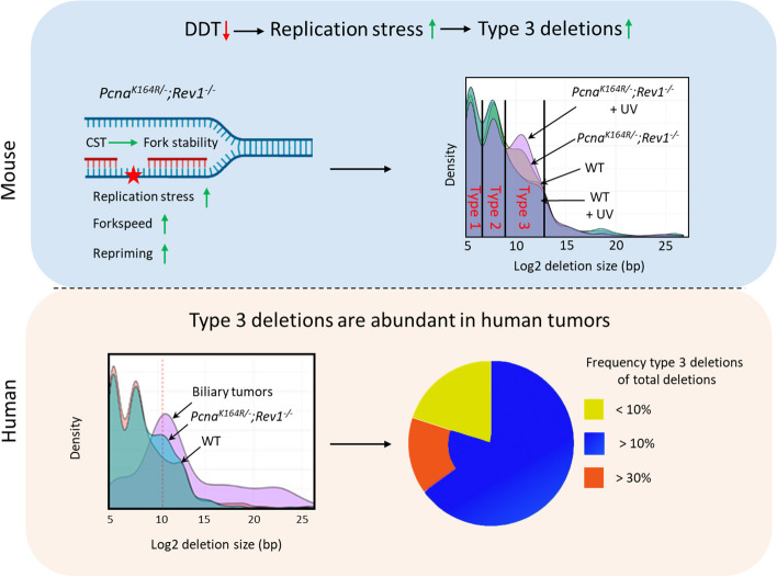 graphic file with name 13059_2024_3451_Figa_HTML.jpg