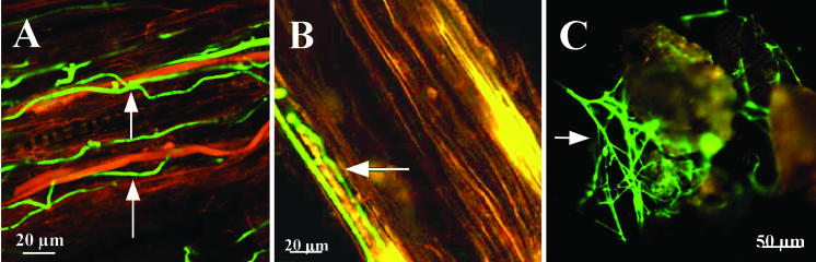 FIG. 2.