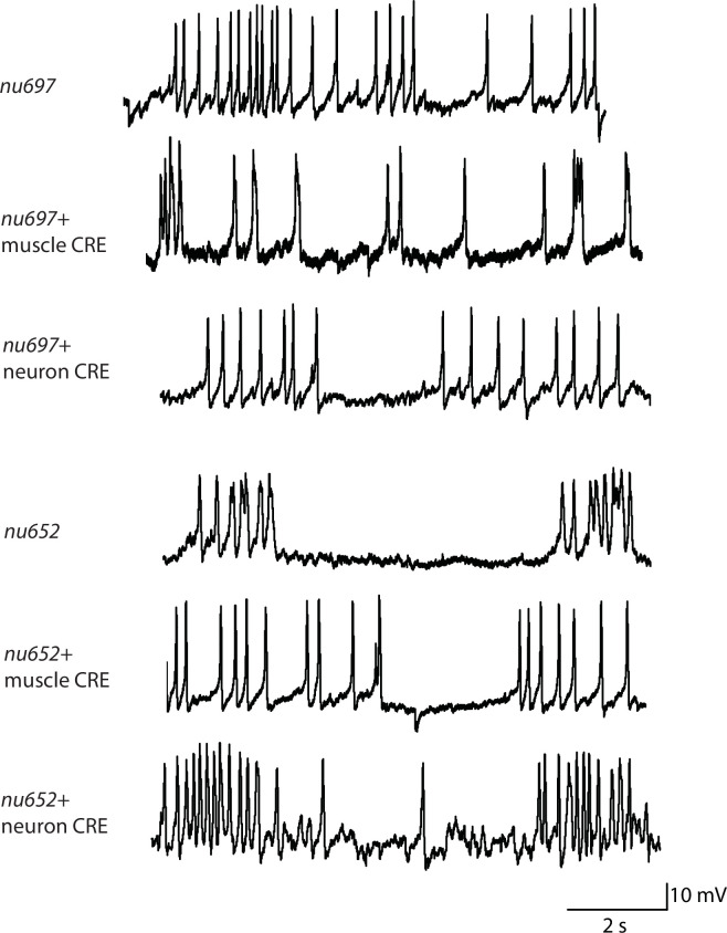 Figure 2—figure supplement 1.