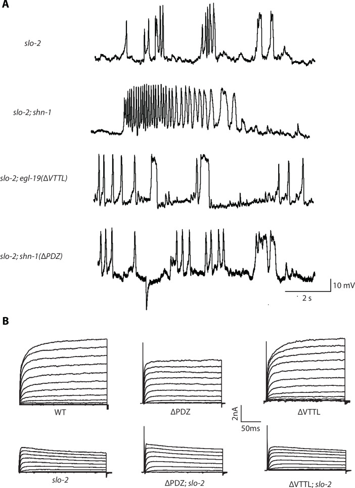 Figure 6—figure supplement 1.