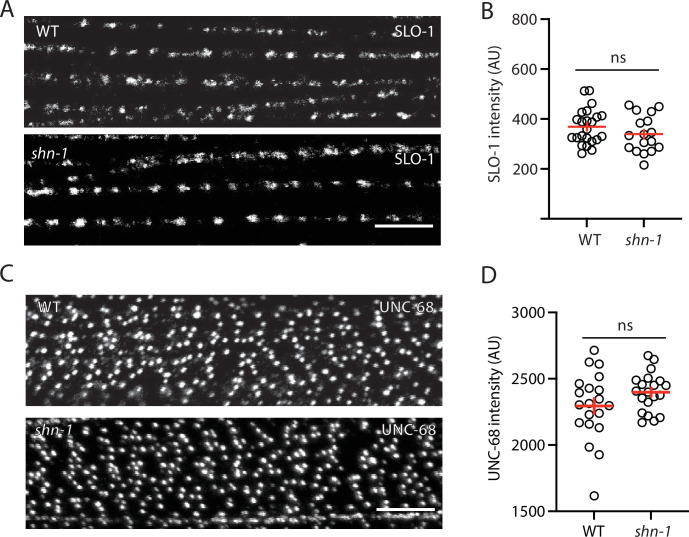 Figure 7—figure supplement 2.