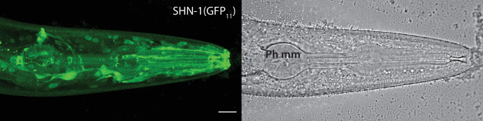 Figure 1—figure supplement 1.