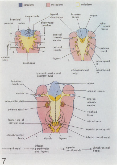 Figure 7.