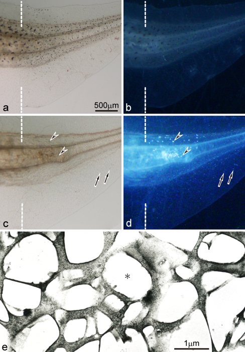 Fig. 6