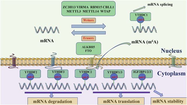 FIGURE 1