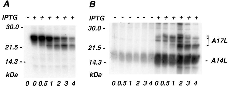 FIG. 5