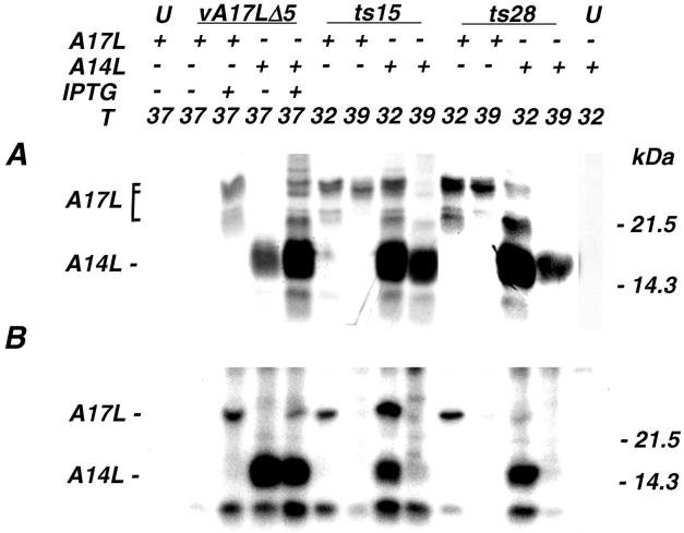 FIG. 6