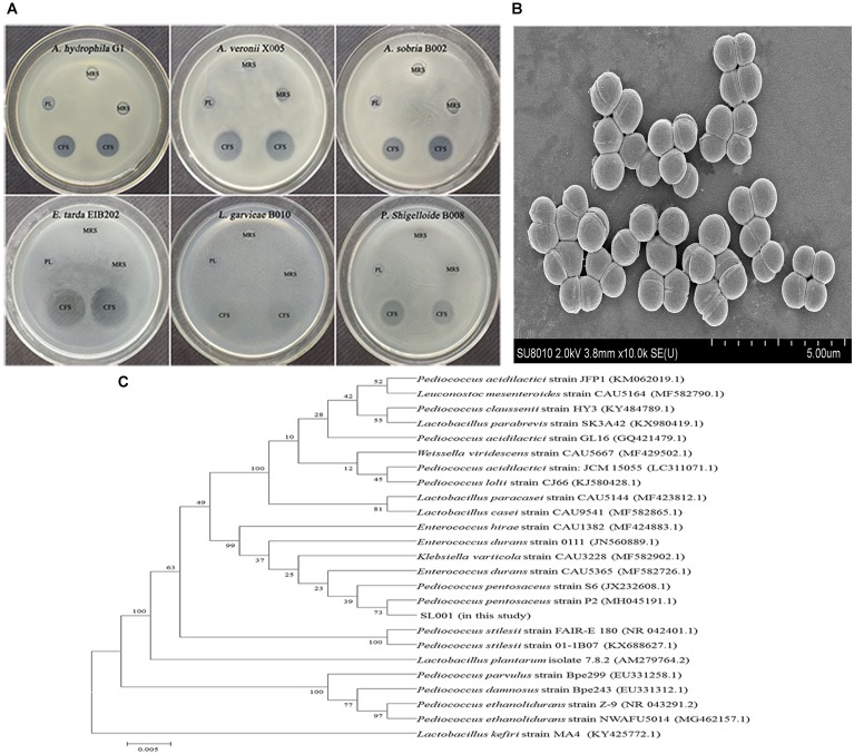 FIGURE 1