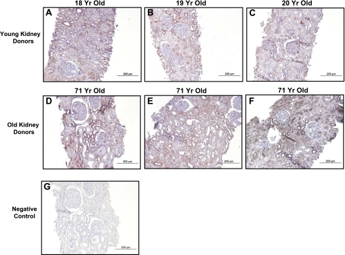 Fig. 9.