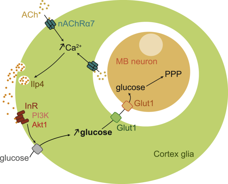 Figure 7