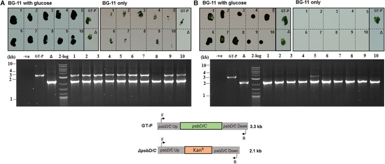 FIGURE 4