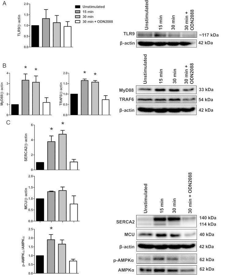 Figure 4