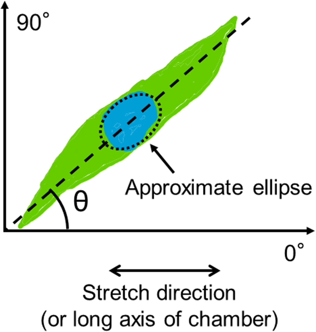 Fig. S1