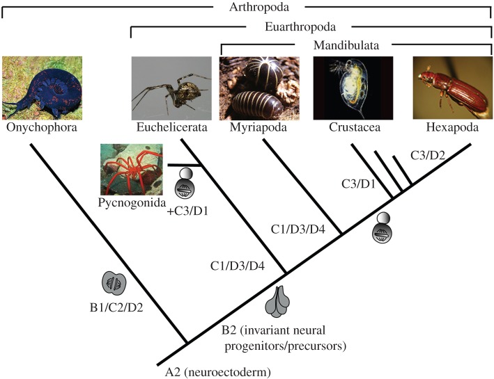 Figure 1.