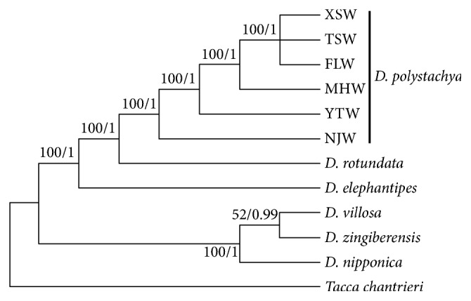 Figure 5