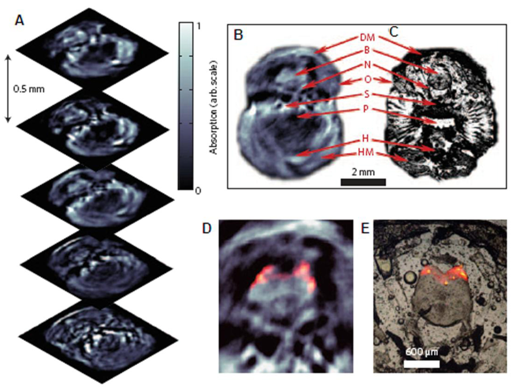 Figure 52