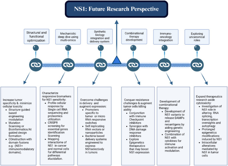 Flowchart titled “NS1: Future Research Perspective” with six main focus areas: structural and functional optimization, mechanistic deep dive using multi-omics, synthetic biology integration and delivery system, combinational therapy development, immuno-oncology integration, and exploring uncanonical roles. Each area includes specific research tasks, such as increasing tumor specificity, characterizing biomarkers, overcoming delivery challenges, augmenting tumor cell killing, developing combinational therapy, and expanding research beyond cytotoxicity.