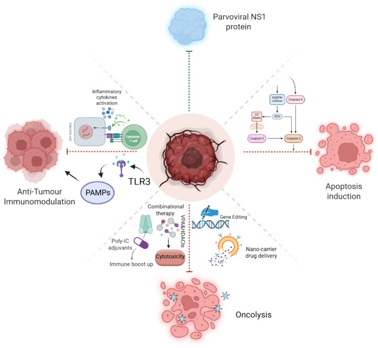Diagram illustrating the role of Parvoviral NS1 protein in cancer treatment mechanisms: anti-tumor immunomodulation, apoptosis induction, and oncolysis. The central cancer cell connects to these processes via pathways involving TLR3, poly-IC adjuvants for immune boosting, reactive oxygen species (ROS), gene editing, and nano-carrier drug delivery.