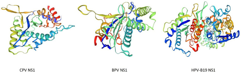 Three 3D protein structures labeled CPV NS1, BPV NS1, and HPV-B19 NS1 are shown in a row. Each structure is depicted with multicolored helices and strands, highlighting their distinct molecular formations.