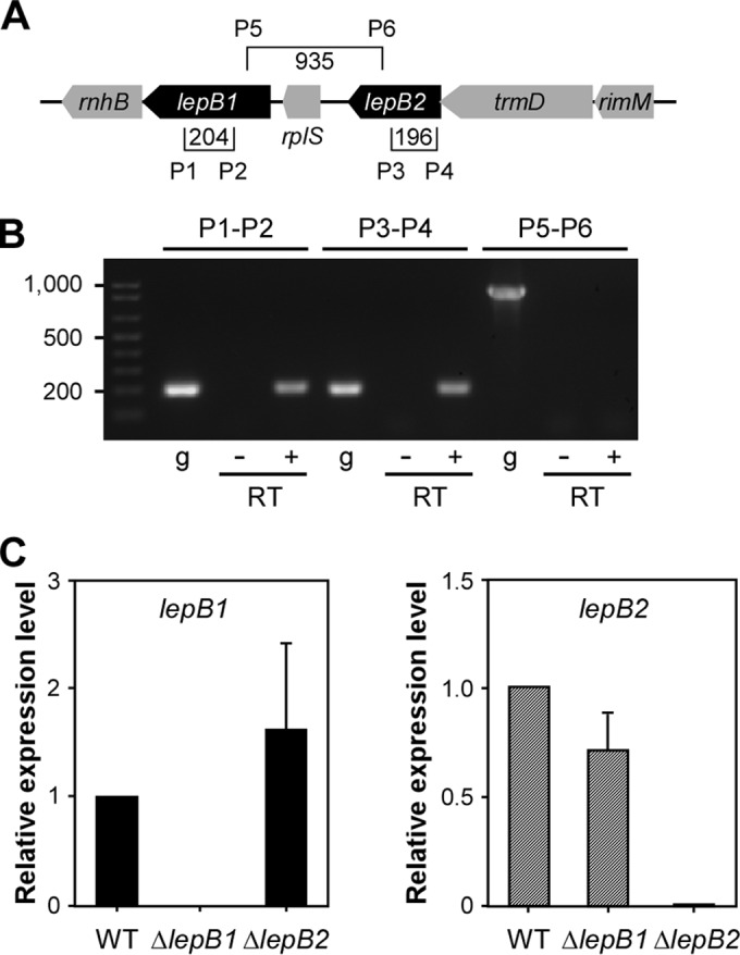 FIG 2