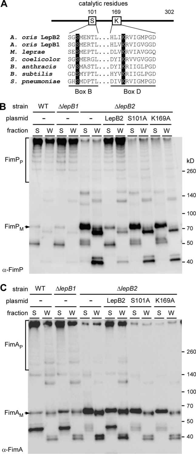 FIG 6