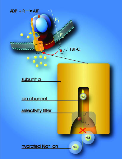 Fig. 5.