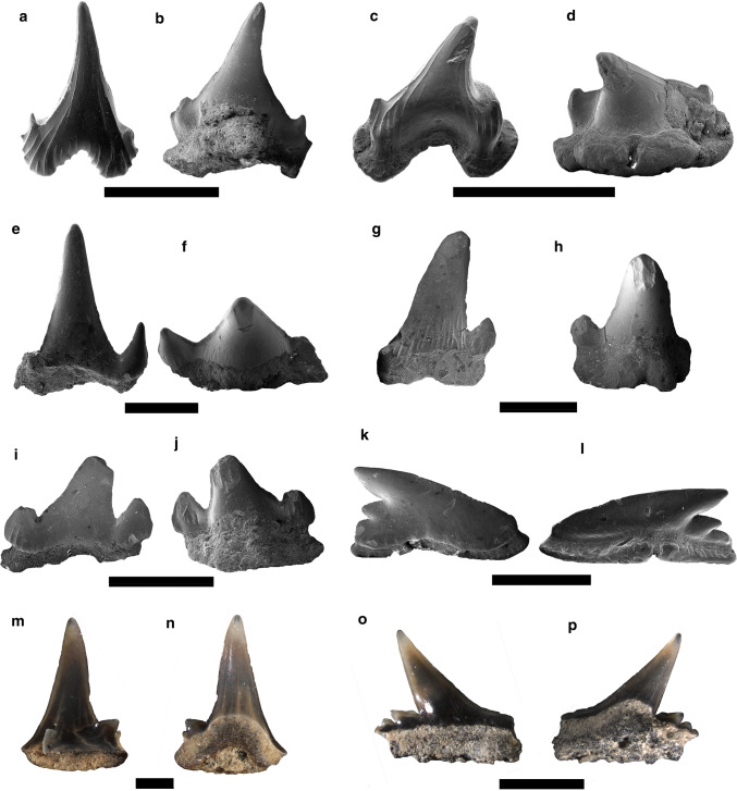 Fig. 7