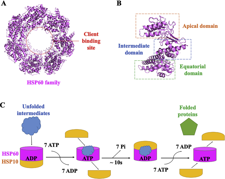 Figure 4