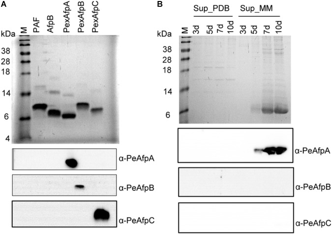 FIGURE 3