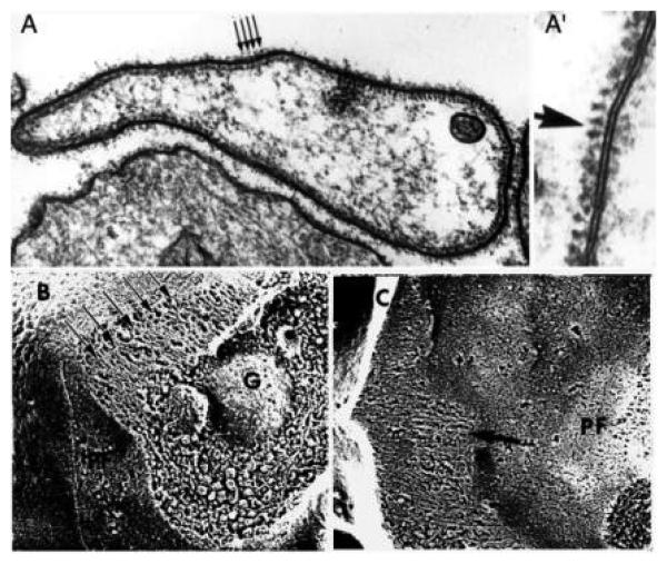 FIG. 7