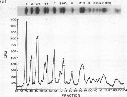 graphic file with name pnas00062-0311-a.jpg