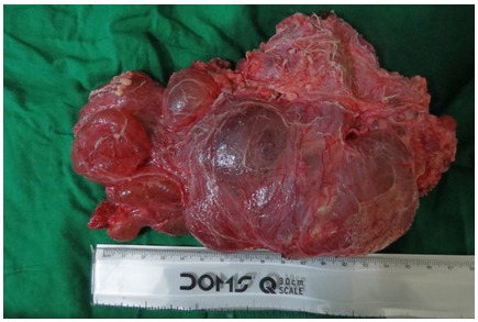 Fig 6