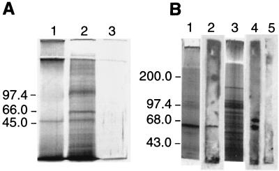 FIG. 5