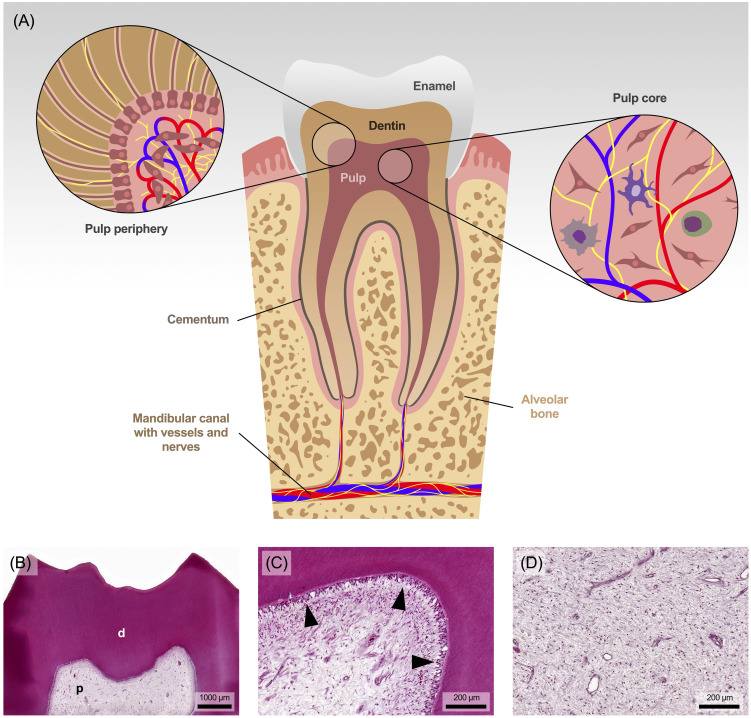 Figure 1