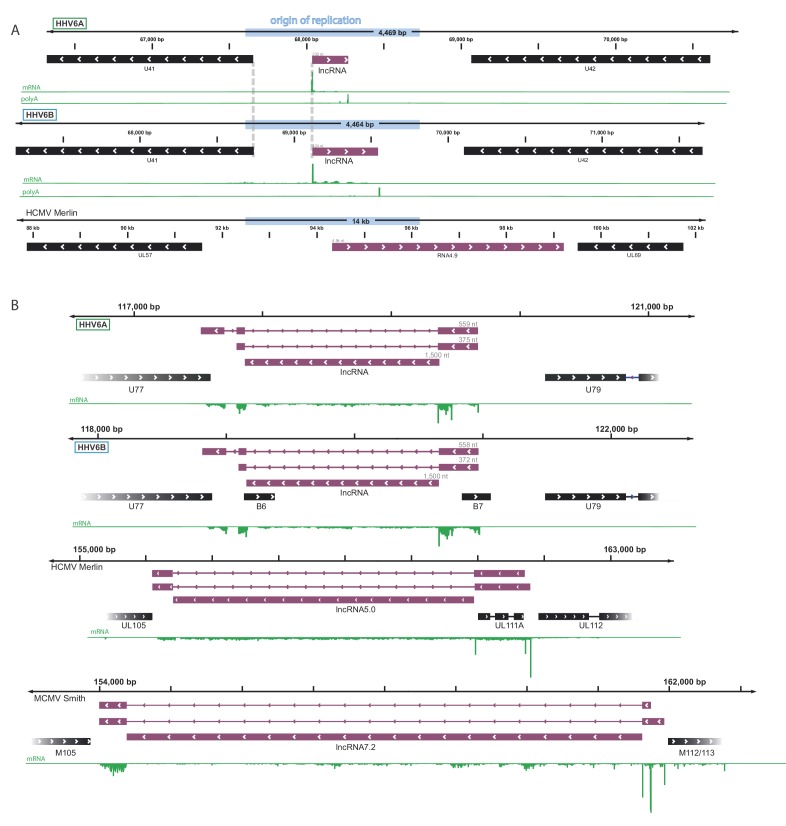 Figure 4—figure supplement 1.