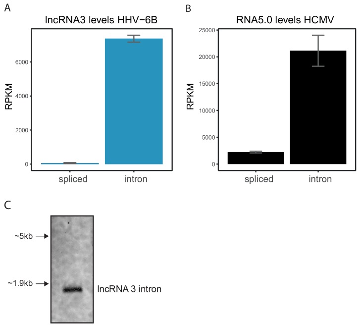 Figure 5—figure supplement 1.