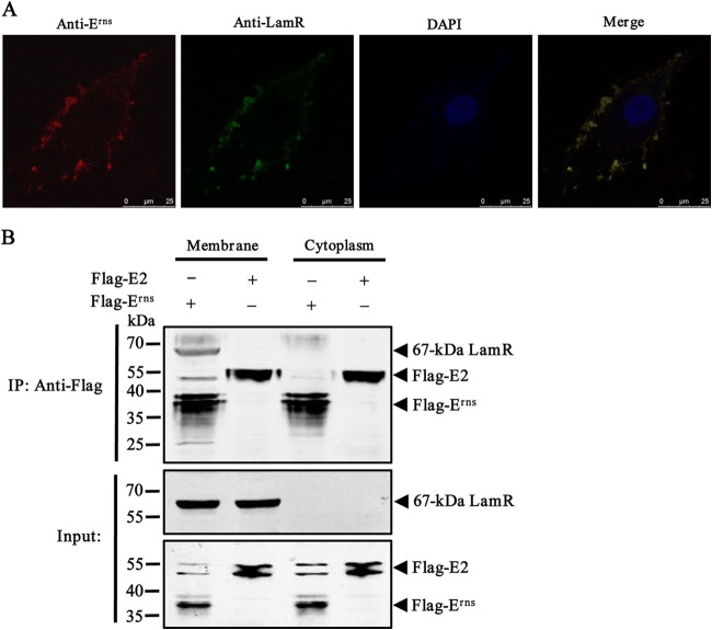 FIG 3