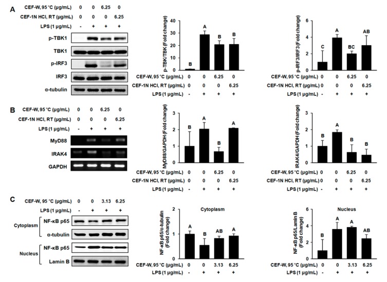 Crude Ecklonia cava Flake Extracts Attenuate Inflammation through the ...