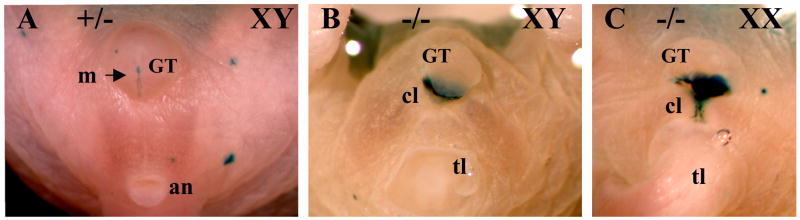 Fig. 8