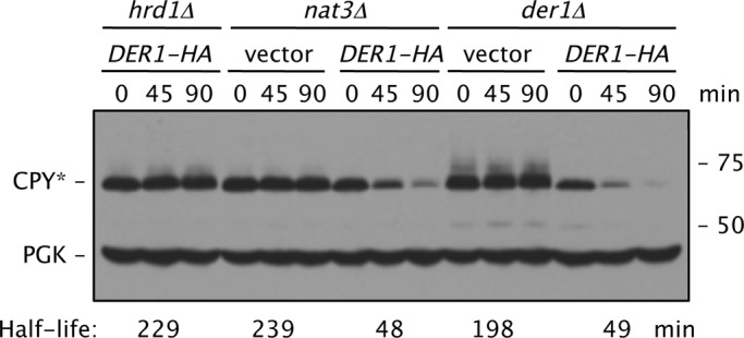 FIGURE 7: