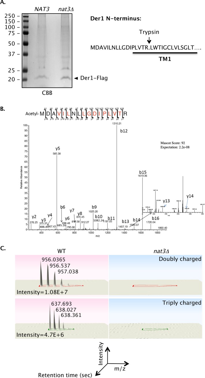 FIGURE 3: