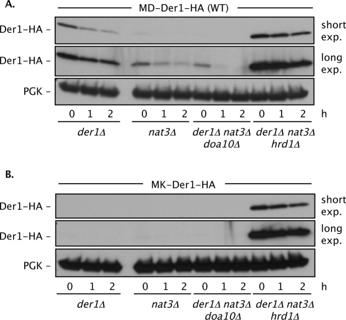 FIGURE 6: