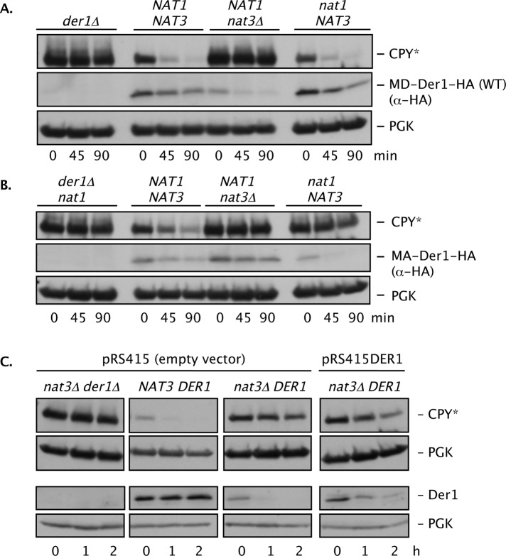 FIGURE 4: