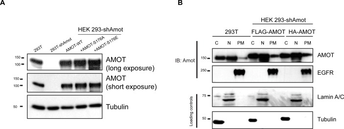 Figure 3—figure supplement 1.