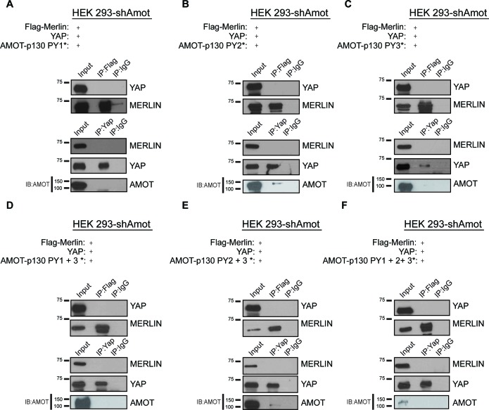 Figure 2—figure supplement 2.