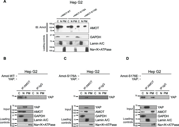 Figure 4—figure supplement 2.