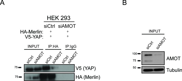 Figure 2—figure supplement 1.