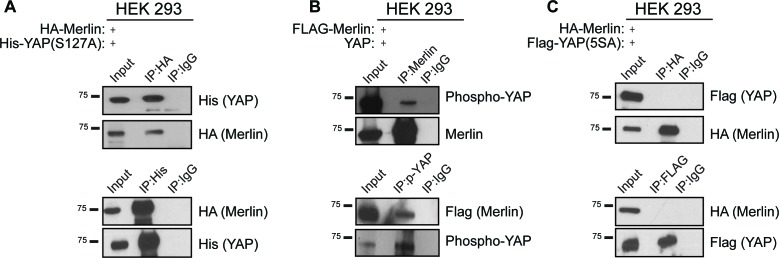 Figure 3—figure supplement 3.